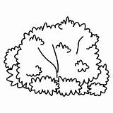 Bush Clipart Outline Drawing Bushes Coloring Pages Plants Clip Shrubs Tree Shrub Grass Cartoon Template Easy Cliparts Color Drawings Plant sketch template
