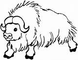 Coloring Buffalo Kids Animal Pages Print Yak sketch template