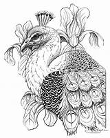 Peacock Greyscale Irises Grayscale Drawings sketch template