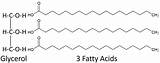 Triglycerides Triglyceride Fatty Acids sketch template