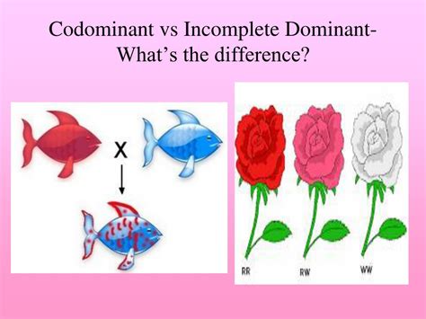 Ppt Incomplete Dominance Powerpoint Presentation Free Download Id