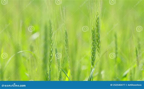 Wheat Green Crops Growing In A Field Ripening Ears Of Meadow Wheat