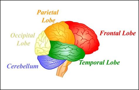 Brain With Color Coded Lobes Diagram Of The Brain With