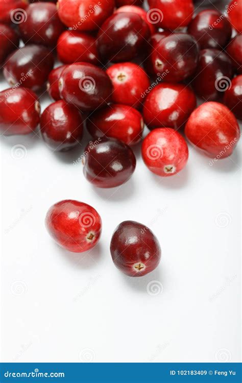 red cranberry fruit stock image image  cranberries