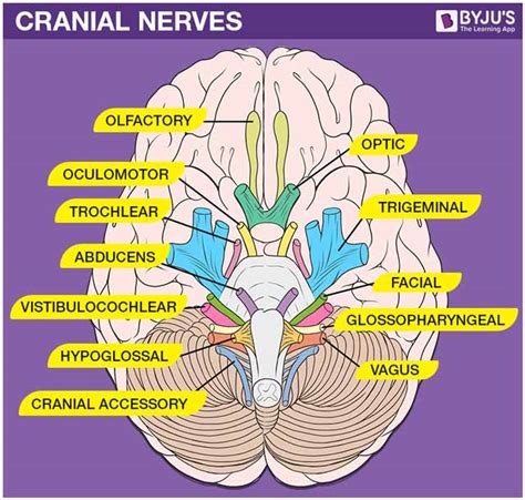 cranial nerves cranial nerves list   functions