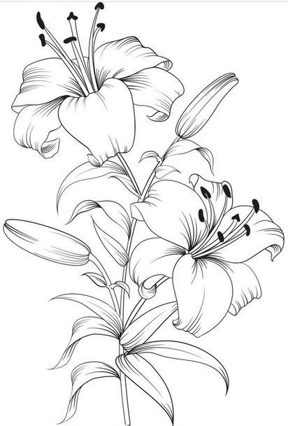 lilies  shown   black  white drawing   flower