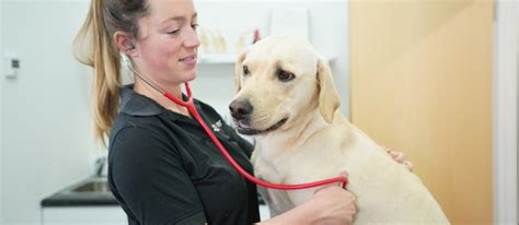 vet careers veterinary surgeon towcester vets