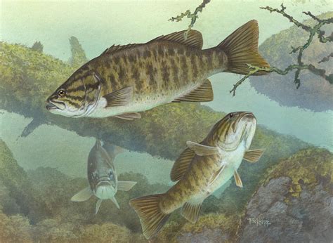 caza  captura la guia definitiva  la pesca del black bass introduccion