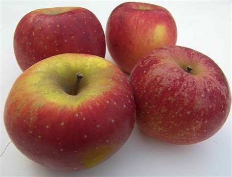 melrose apples eat