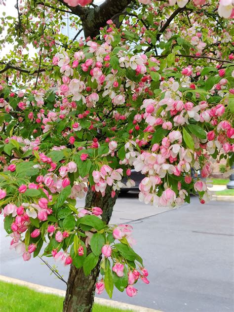 flowering trees    page  thecatsite
