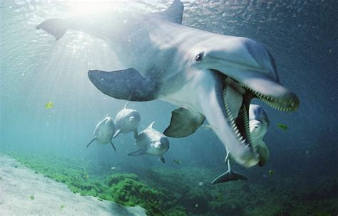 dolfijnen zwemmen onder water