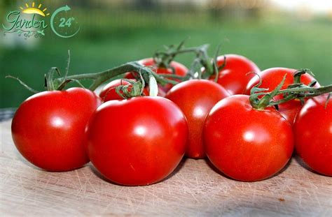 grow campari tomatoes top care tips garden