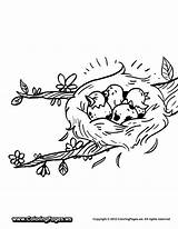 Nest Ninho Passarinho Filhotes Birds Hatching Tudodesenhos Coloringhome sketch template
