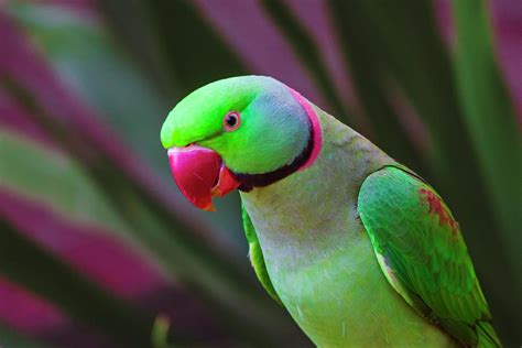 ringneck parrot profile photograph  warwick lowe fine art america
