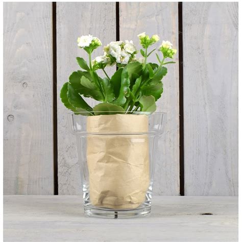 Glass Clear Flower Pot Orchid Pot Plant Container 15 Cm