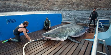 biggest shark  caught world record