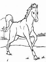 Cavalli Konji Bojanke Disegni Crtež Konja Bojanje Zivotinje Crtezi Bambini četiri Djecu Printanje sketch template