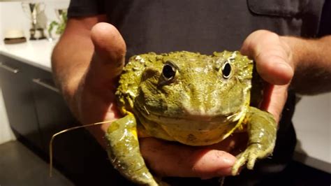 vet encourages gauteng locals  save giant bullfrogs  rains