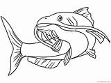 Fish Catfish Coloring4free Freshwater Animal 2244 sketch template