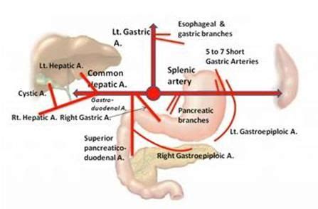 celiac artery branches celiac artery arteries anatomy