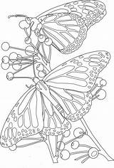 Coloriage Papillon Papillons Fleurs Sheets Tsgos Teamcolors Gratuitement sketch template
