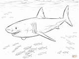 Shark Coloring Mako Great Pages Getcolorings sketch template