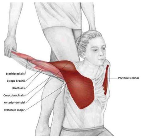 common shoulder stretching exercises shoulder