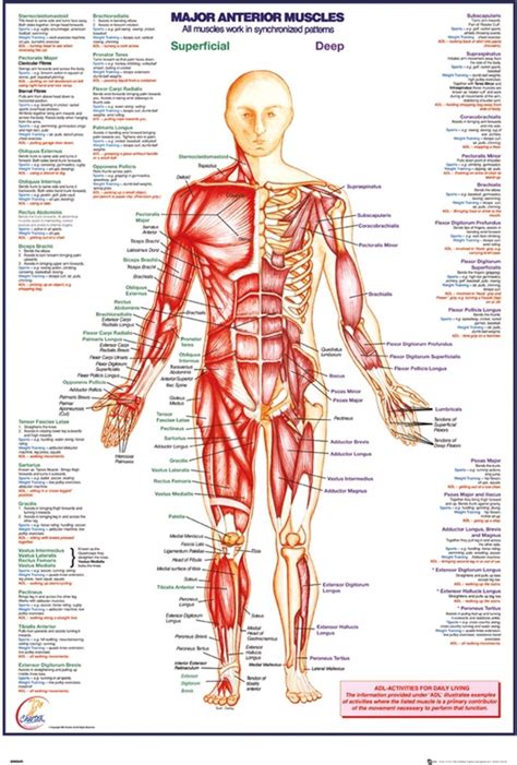 bol  het menselijk lichaam anatomie poster schouder en elleboog  xxx hot girl