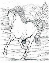 Coloring Pages Galloping Horse Horses Getdrawings Getcolorings Color sketch template