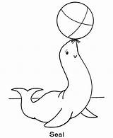 Coloring Seal Ball Playing sketch template