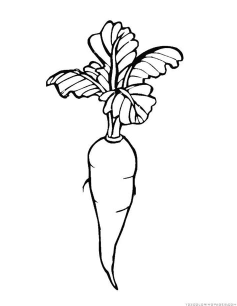 printable carrot  children coloring pages coloring cool