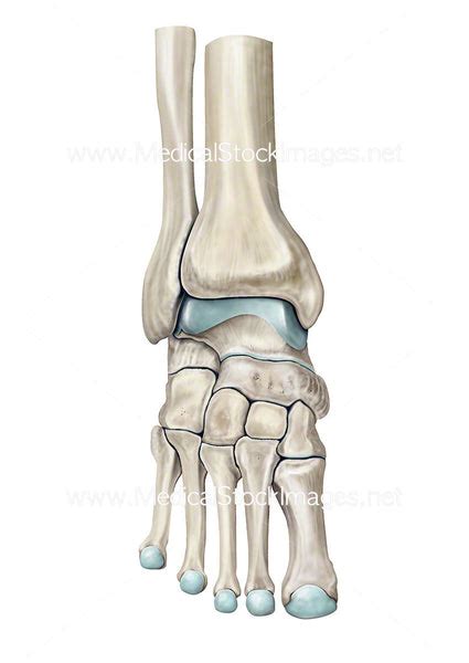 bones   ankle joint medical stock images company
