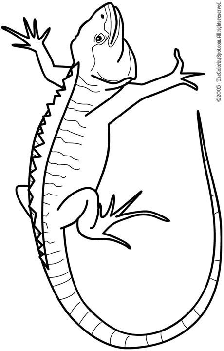 iguana coloring page audio stories  kids  coloring pages