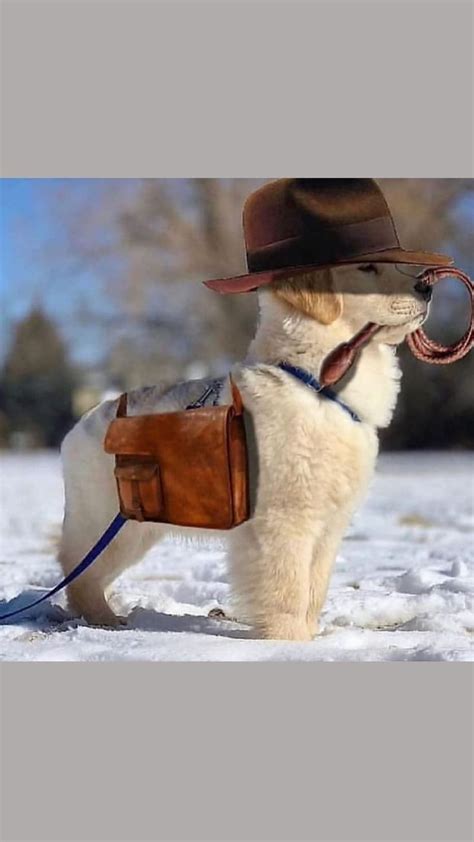cowboy puppie  follow fromgoldenmylokin  immersive