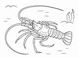 Lobster Langosta Hummer Aragosta Homard Mediterranean Langouste Europea Mittelmeer Ausmalbild Colorier Larry Supercoloring Crostacei Bogavante sketch template