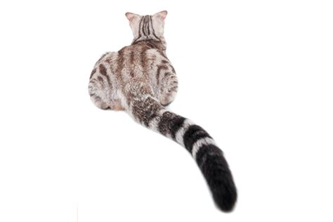 4 Ways The Cat Butt Can Give You A Bigger Picture Of Your Kitty’s