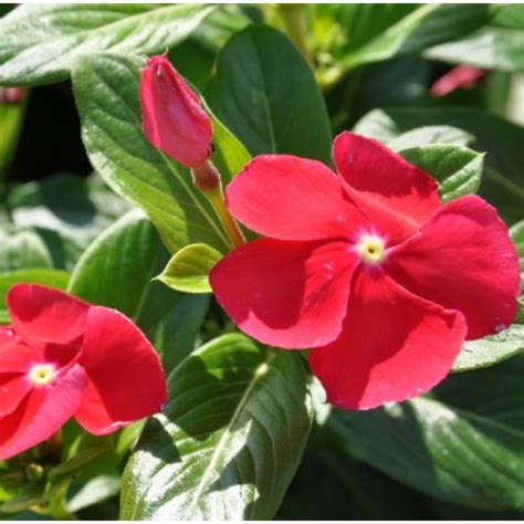 buy vinca red flower palnt   cheap price  plantsgurucom