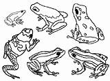 Frog Dart Poison Coloring Frogs Pages Blue Color Clipart Printable Drawing Animals Animal Book Kids Outline Print Colouring Grenouille Glass sketch template
