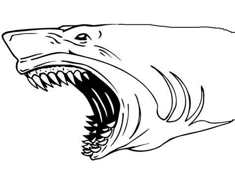 shark coloring page coloring home