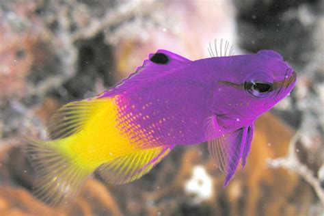 great saltwater fish   home aquarium pethelpful