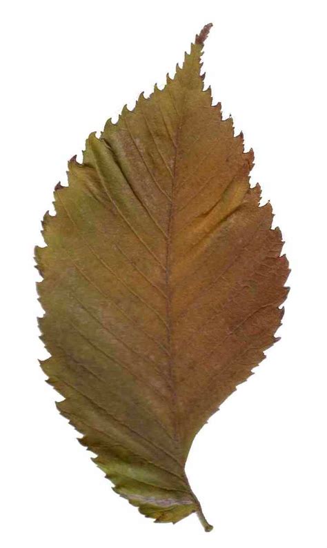 fileulmus leave  partjpg wikimedia commons