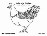 Coloring Hen Chicken Exploringnature Color Sponsors Wonderful Support Please sketch template