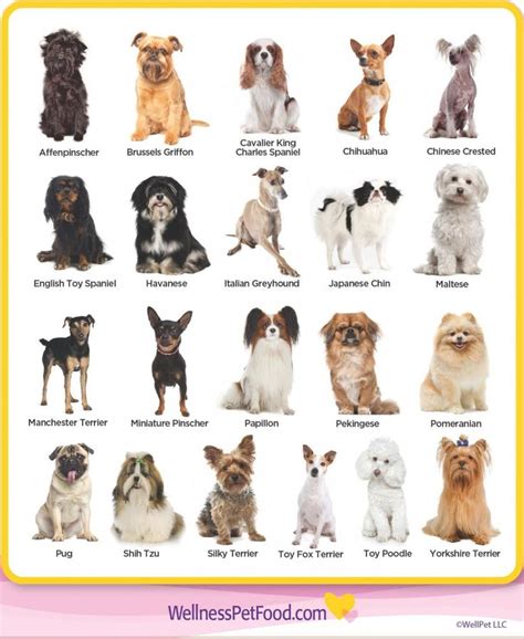 small breed  toy breed dog dog breeds list dog breeds medium toy dog breeds