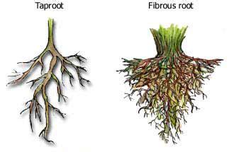 definition  plant root system define leaf plant root system
