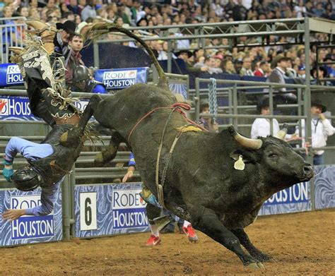 concussions dont deter  bull riders