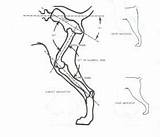 Angulation Rear Hindquarters Club Hound Pharaoh Ph sketch template