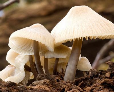 ciri ciri jamur kingdom fungi