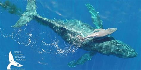 picture perfect pasgeboren walvis kijk magazine