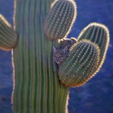 cactus cat  youre   find   outdoor adventures