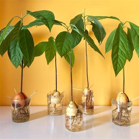 How To Grow An Avocado Tree From Seed